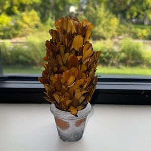 Creative Co-Op Preserved Boxwood Topiary